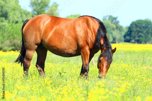 Beautiful horse in nature
