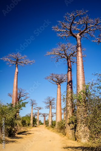 Avenida de Baobab photo