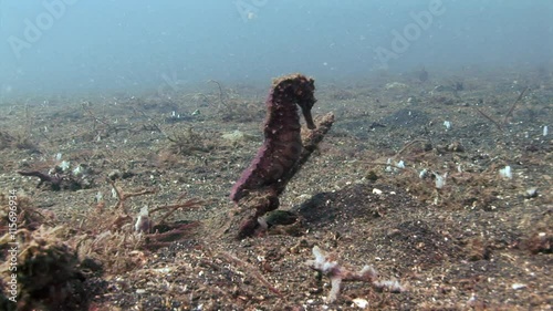 seahorse to sit on coral lumber strait photo