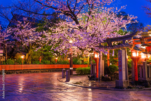 京都　祇園　辰巳大明神　桜　夜景　  photo