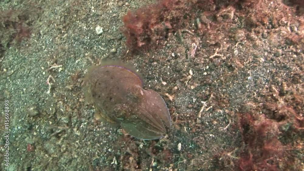scuba diving zwemmende inktvis lembeh bunaken scuba diving zwemmende inktvis lembeh bunaken