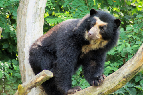 Brillenbär photo