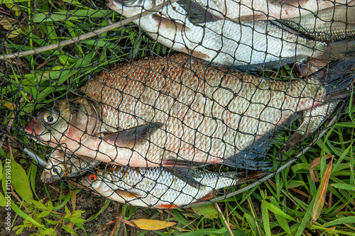Several common bream fish and silver bream or white bream fish o
