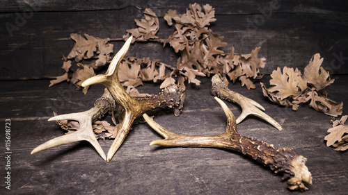 Deer Antlers On Wooden Background