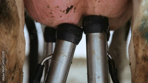 milking machine for cow udders