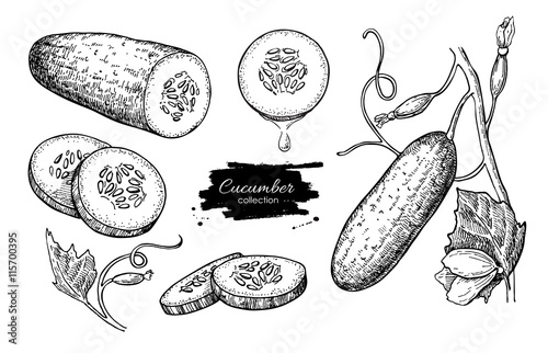 Cucumber hand drawn vector set. Isolated cucumber, sliced pieces photo