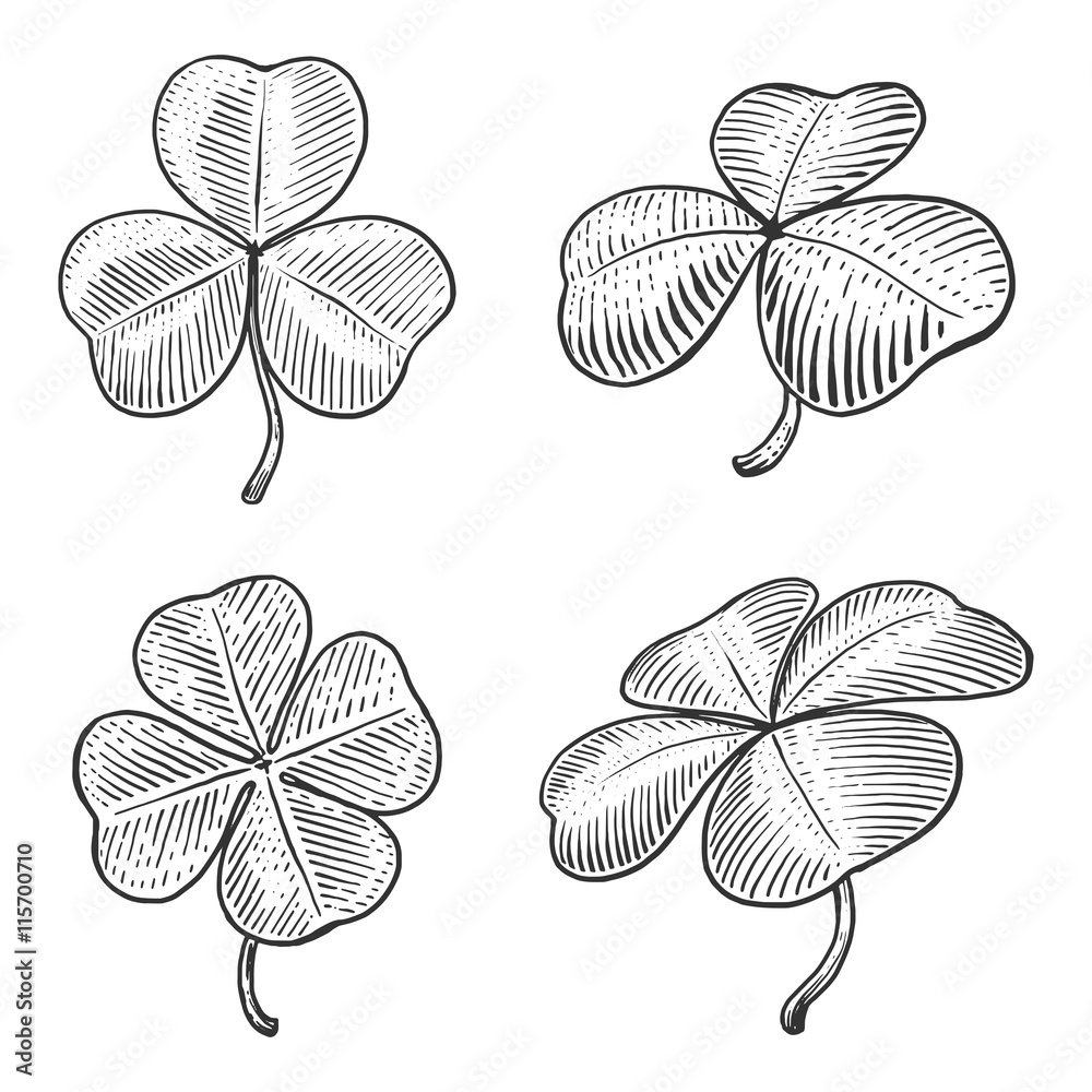 Naklejka premium Clover leaf engraving style vector illustration