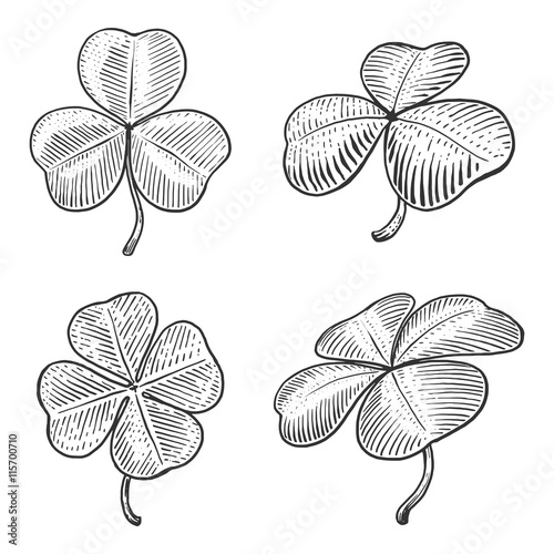 Clover leaf engraving style vector illustration