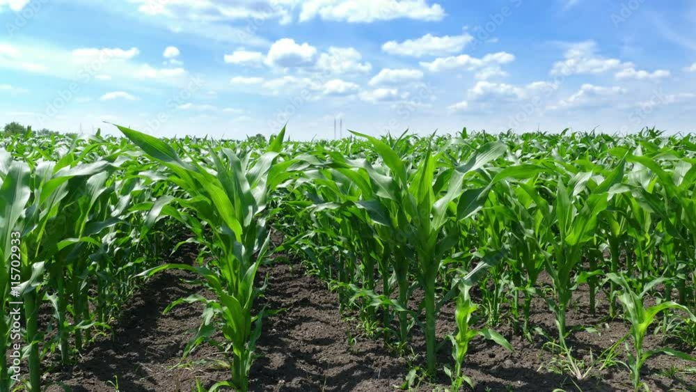 Corn field timelapse Corn field timelapse