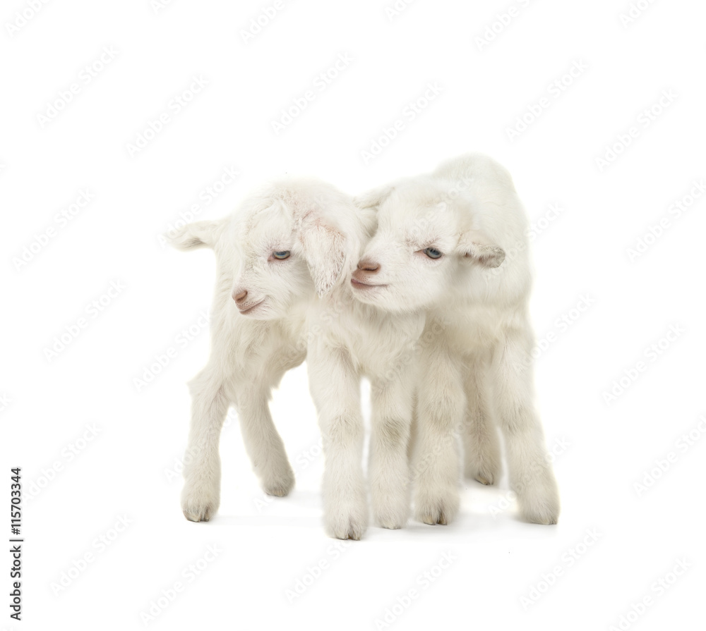 Naklejka premium two goat