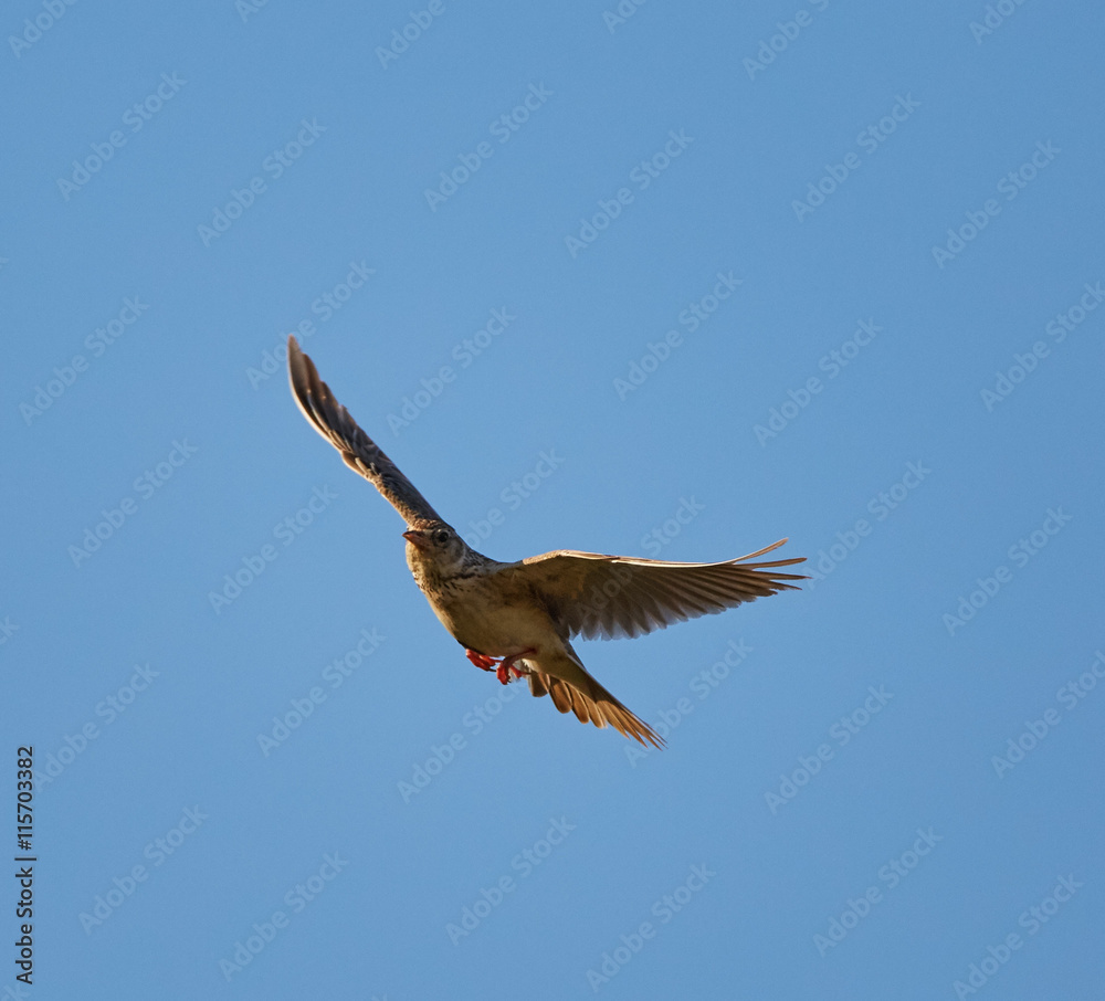 Obraz premium Woodlark in flight