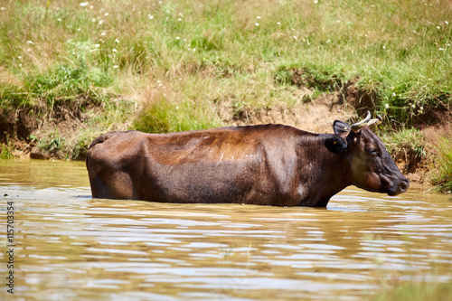 Cow bathing in a pond