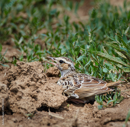 Woodlark on the ground © Xalanx