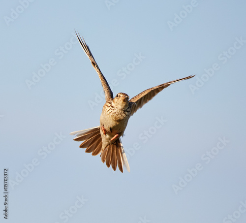 Foto Woodlark in flight
