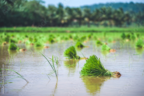 Пучки молодого риса на воде на плантации