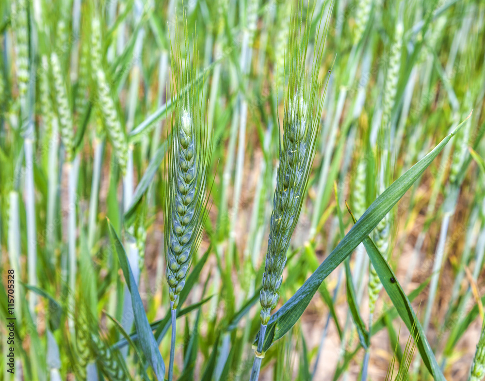 beautiful pattern of green grain in grainfield beautiful pattern of green grain in grainfield