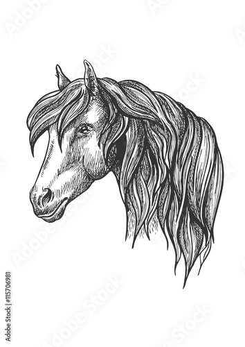 Fototapeta Naklejka Na Ścianę i Meble -  Calm looking horse head sketch with curly mane.