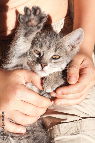 Kitten in the hands of a child