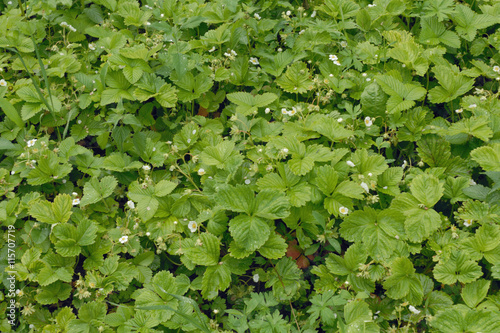 Strawberry texture