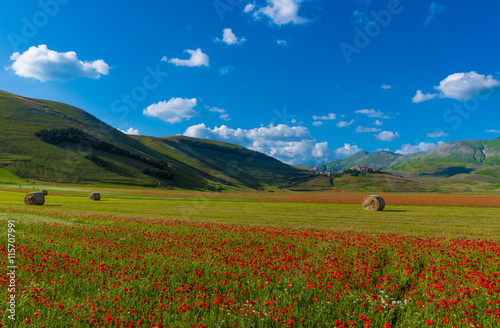 Castelluccio di Norcia 2016  Umbria  Italy  - The flowering in the highland of Sibillini Mountains