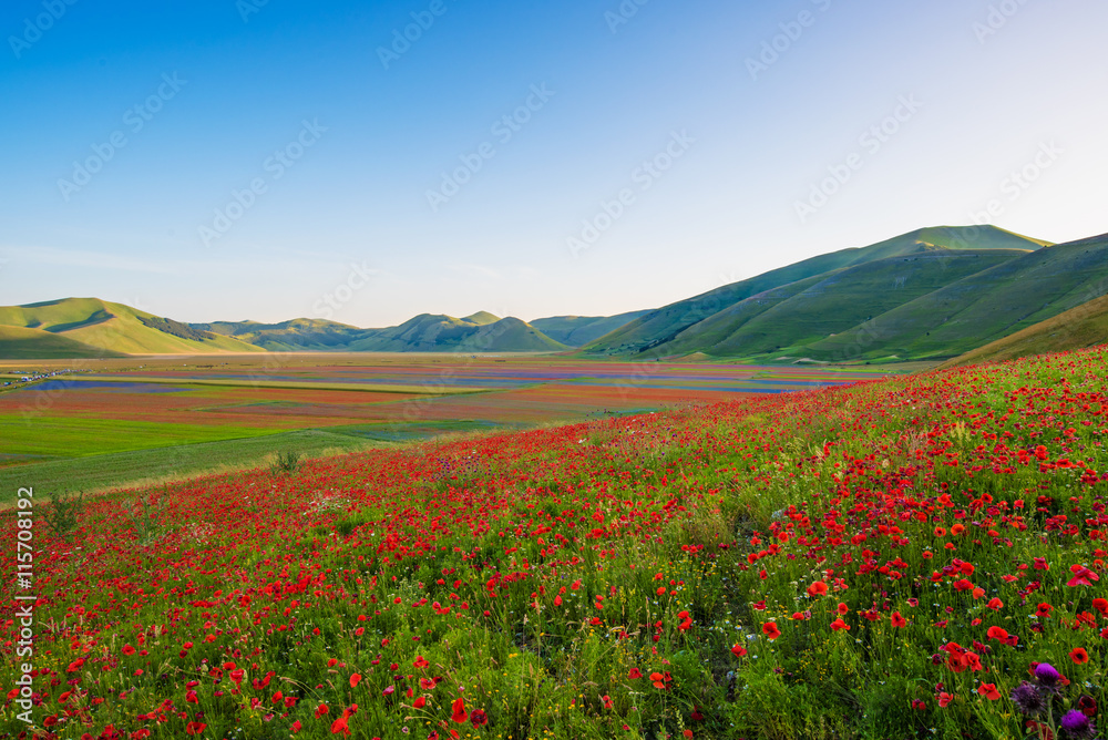 Castelluccio di Norcia 2016 (Umbria, Italy) - The flowering in the highland of Sibillini Mountains