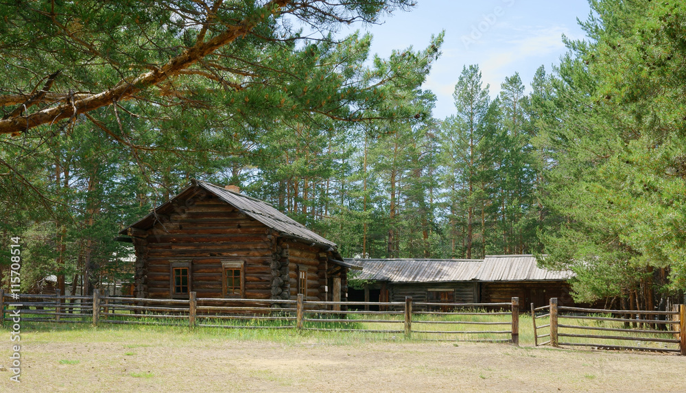 Log cabin in the pine forest