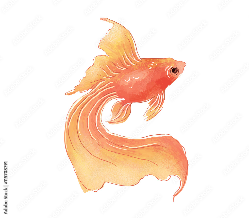 Fototapeta premium 金魚