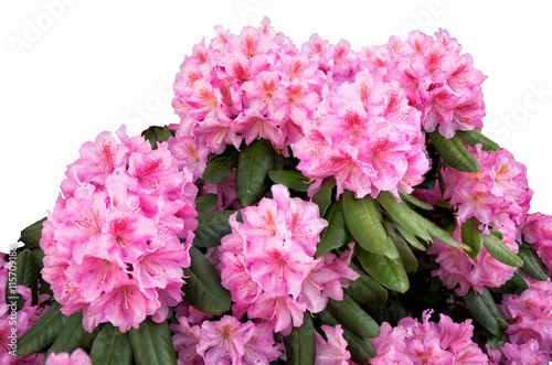 bl  hender Rhododendron  Freisteller mit wei  em Hintergrund