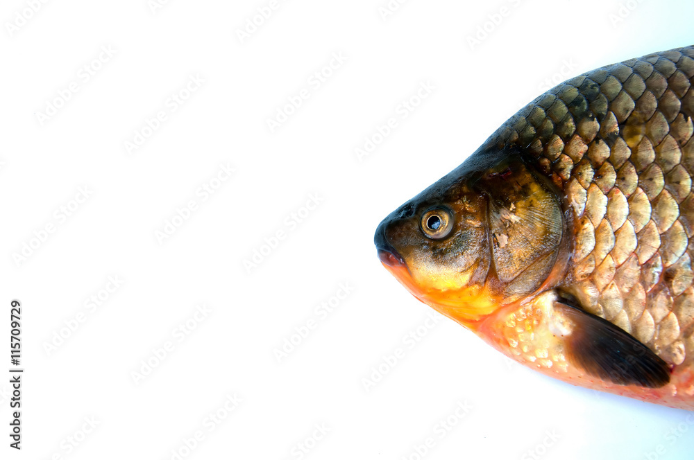 Big prussian carp isolated on white