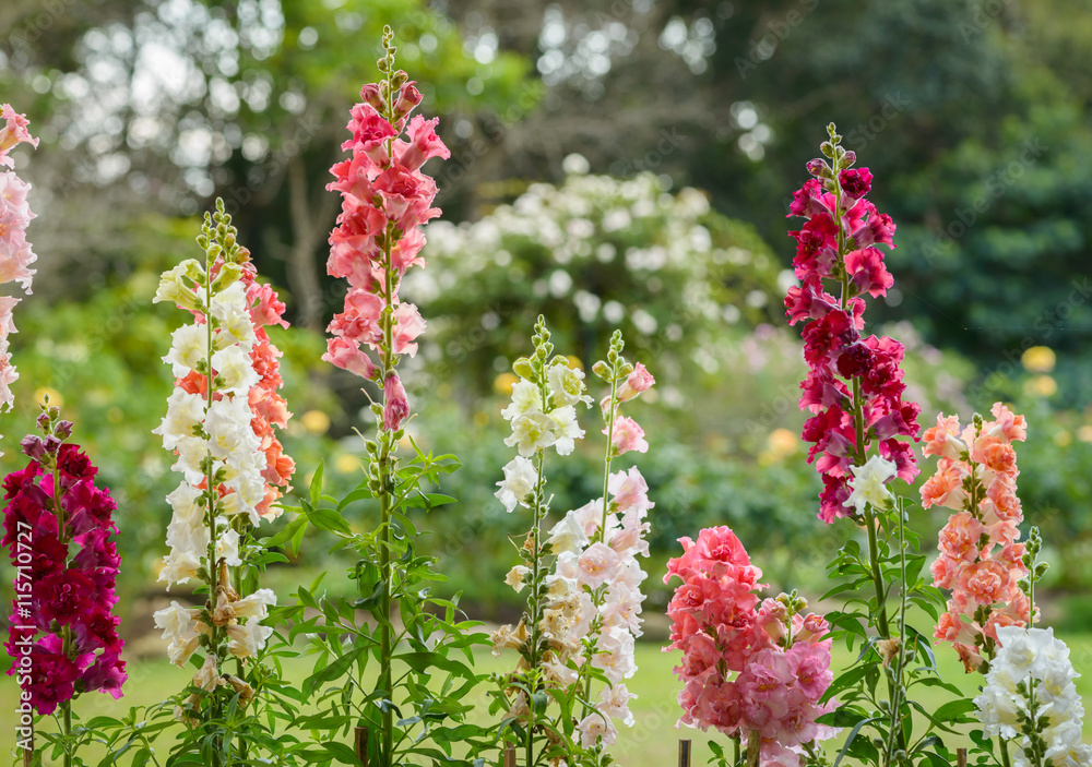 Obraz premium Snap dragon flower blooming in garden