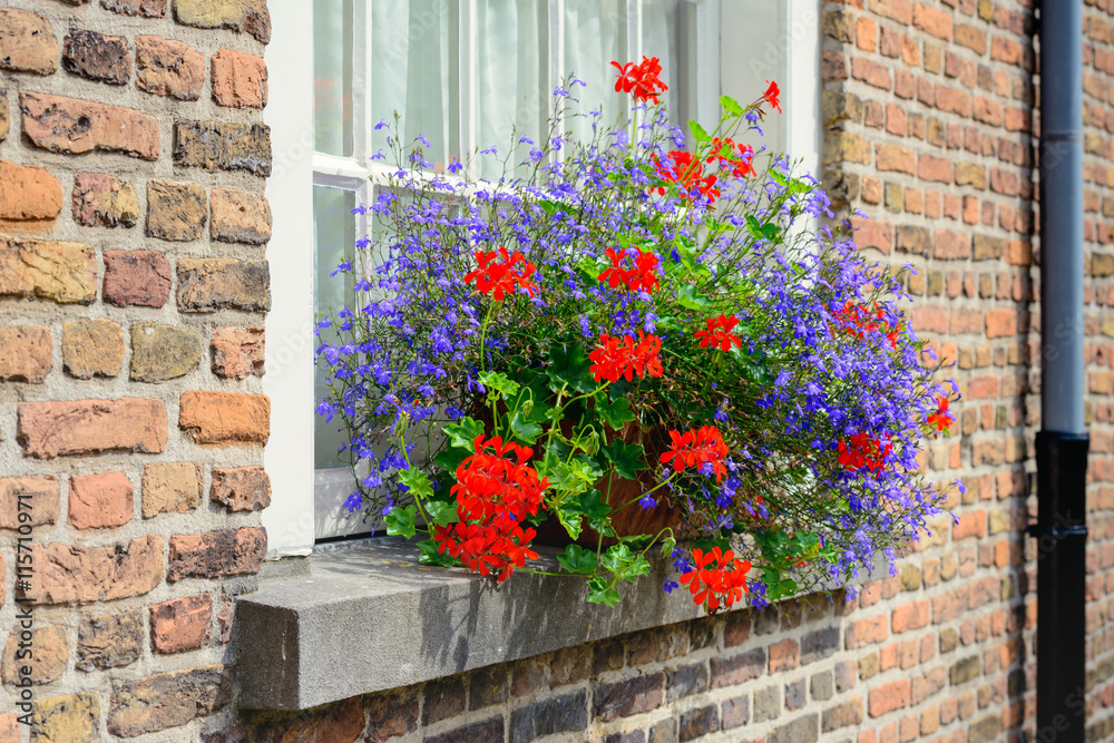 Naklejka premium Blue and red blooming plants in the windowsill