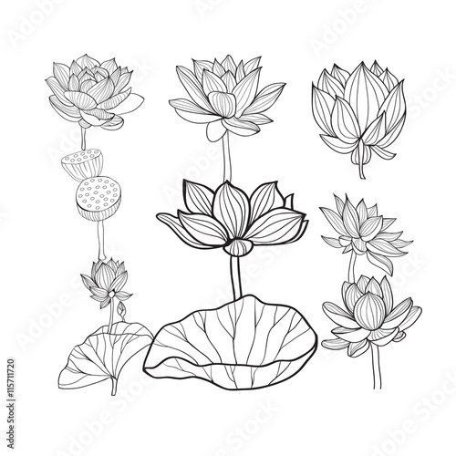 Vector set of Beautiful monochrome hand drawn lotus flowers and
