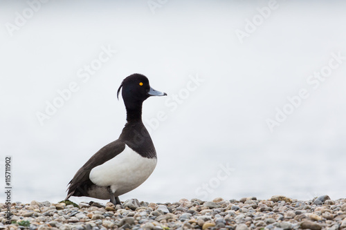 Portrait of male tufted duck (Aythya fuligula) looking funny