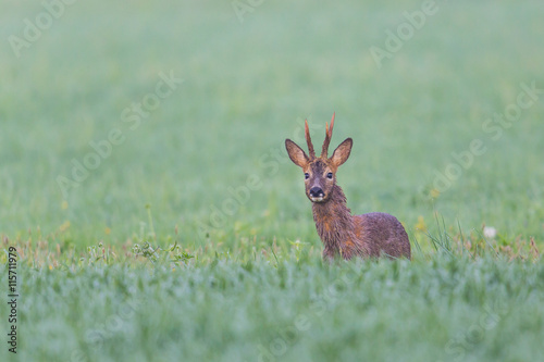 Young roebuck standing in meadow and looking curious
