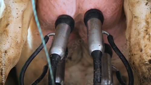 milking machine for cow nipples photo