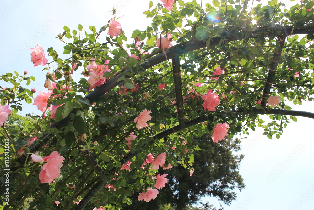 Obraz premium バラの花