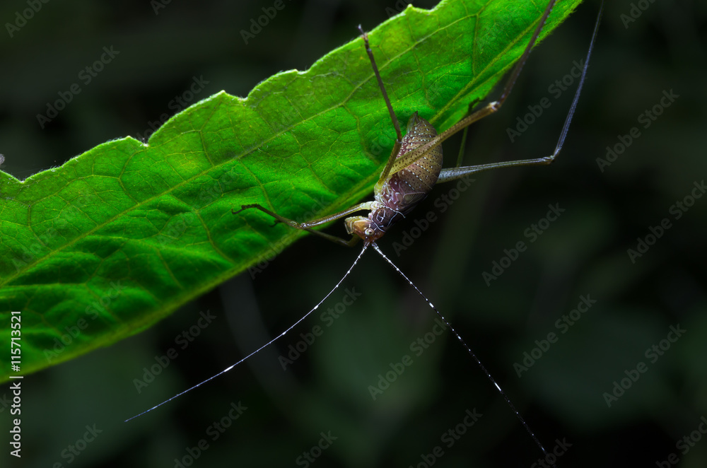 A reverse side of a grasshopper under a green leaf A reverse side of a grasshopper under a green leaf