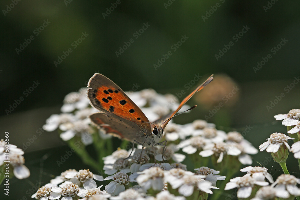 Obraz premium Kleiner Feuerfalter