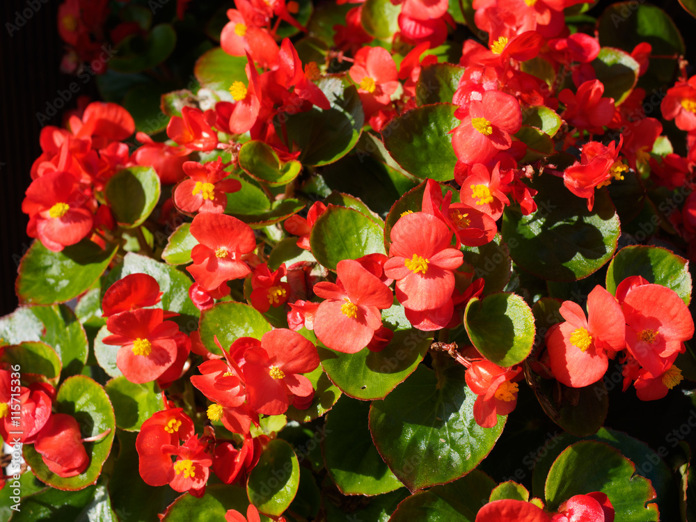 Wox begonia Wox begonia