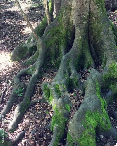 the roots of a mighty tree in the forest