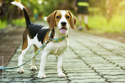 beagle puppy standing on the walkway in public park