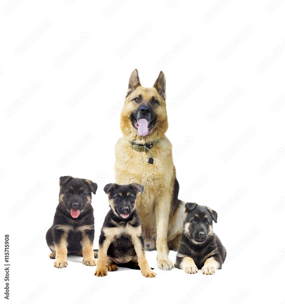 German Shepherd and puppy on a white background isolated