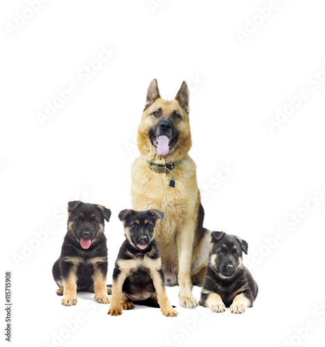 German Shepherd and puppy on a white background isolated