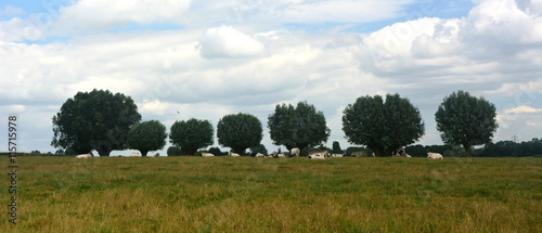 Vaches couch  es sous des arbres dans une prairie