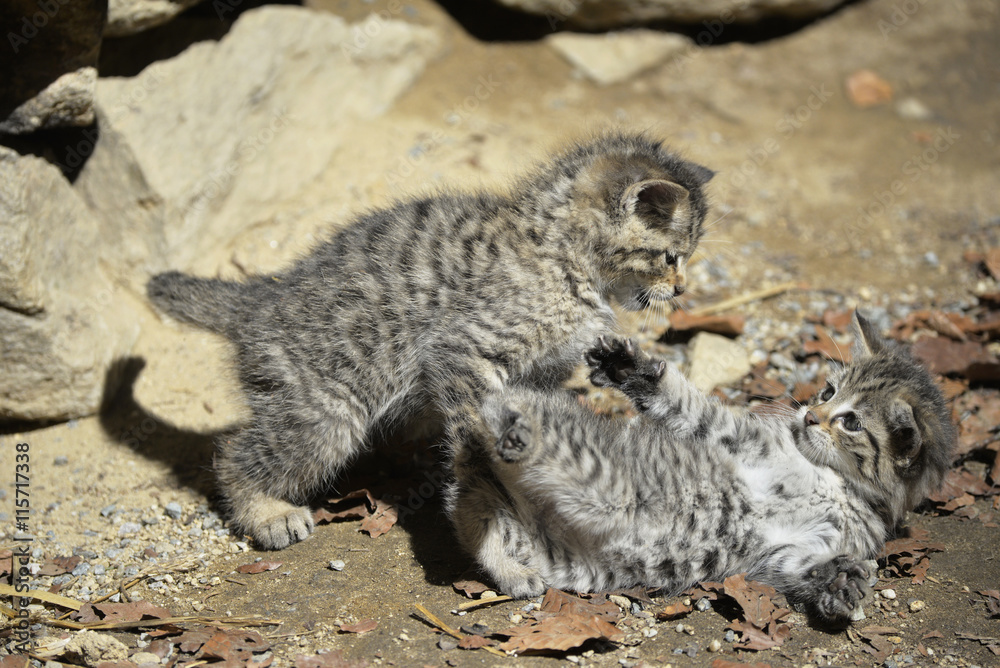 Fototapeta premium Wildkatzenjunge spielen