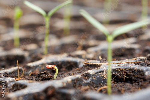 Photos emergence of tomato seed
