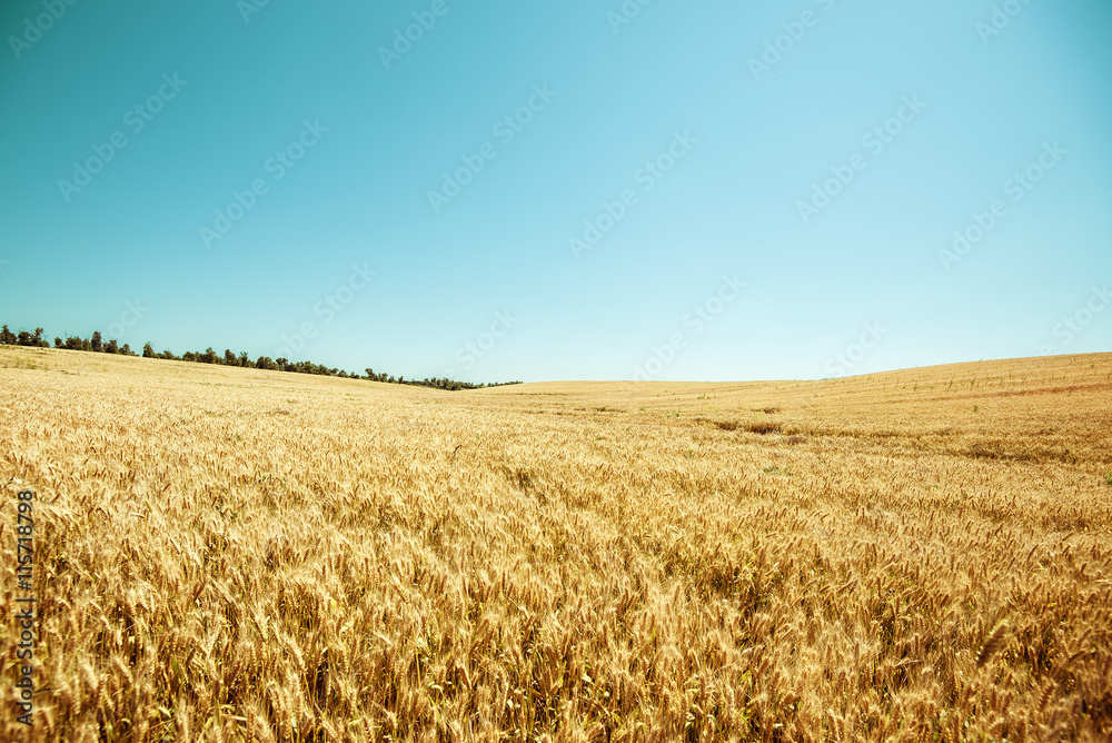 Field of ripe wheat