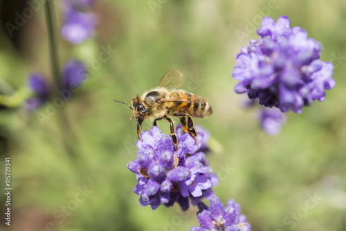 Nahaufnahme einer Biene auf blühendem Lavendel © stgrafix
