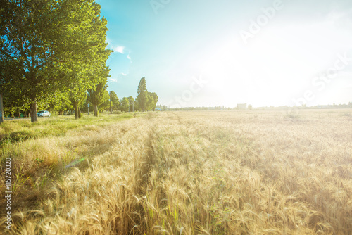 field of wheat