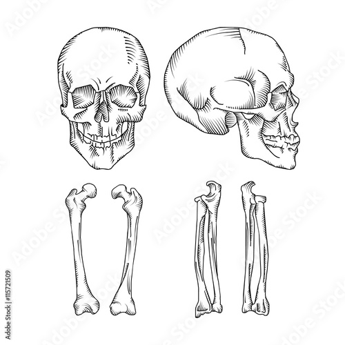 Medical illustration of the human skull and bones